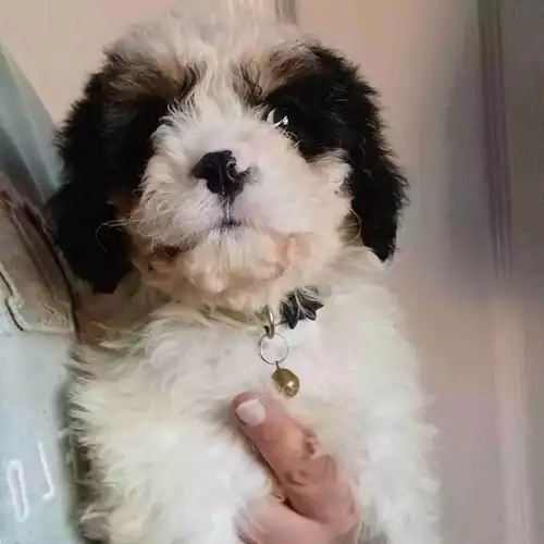 Cavapoo Dog For Sale in Bristol