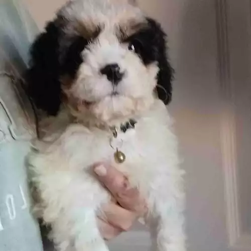 Cavapoo Dog For Sale in Bristol