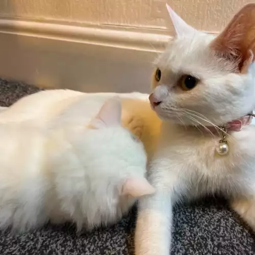 Domestic Shorthair Cat For Sale in Burnley, Lancashire