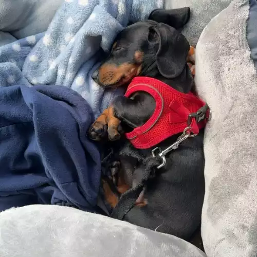 Miniature Dachshund Dog For Sale in Lincoln, Lincolnshire, England