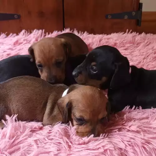 Miniature Dachshund Dog For Sale in Lincoln, Lincolnshire, England