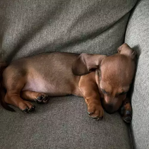 Miniature Dachshund Dog For Sale in Lincoln, Lincolnshire, England