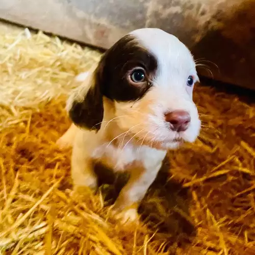 Cocker Spaniel Dog For Sale in Tatworth, Somerset