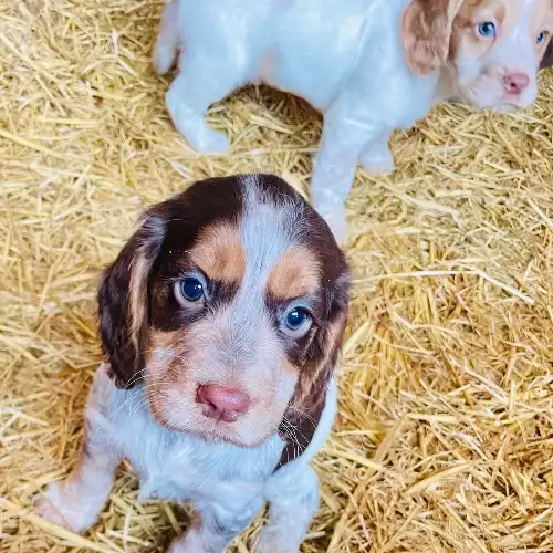 Cocker Spaniel Dog For Sale in Tatworth, Somerset