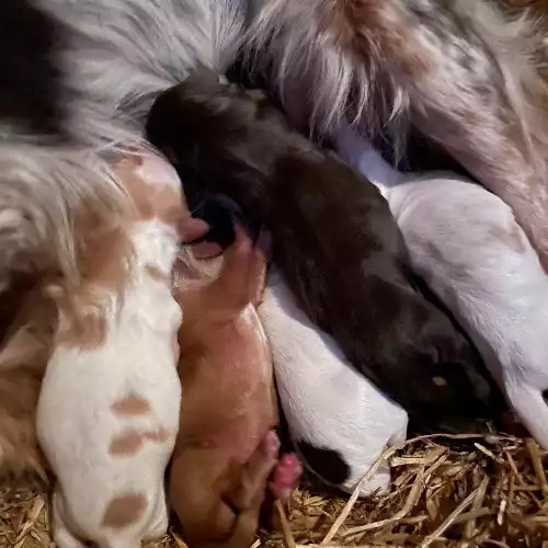 Cocker Spaniel Dog For Sale in Tatworth, Somerset