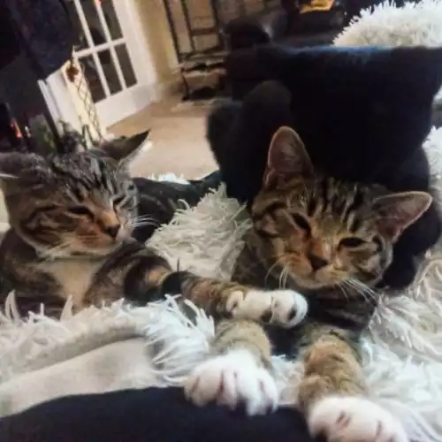 Domestic Shorthair Cat For Sale in Conwy, Clwyd