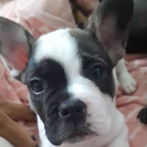 French Bulldog Dog For Sale in Barnsley, South Yorkshire, England