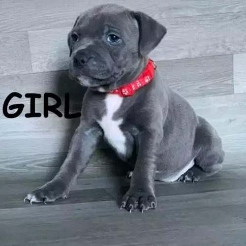 Staffordshire Bull Terrier Dog For Sale in Barnsley, South Yorkshire