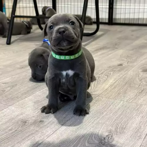 Staffordshire Bull Terrier Dog For Sale in Barnsley, South Yorkshire