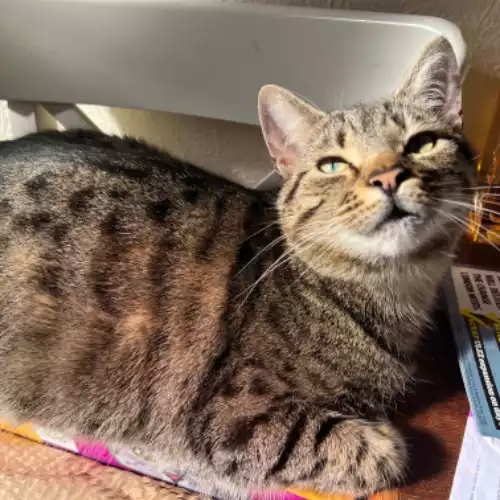 American Bobtail Cat For Adoption in North Wembley, Greater London, England
