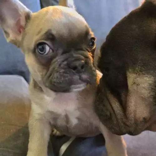 French Bulldog Dog For Sale in Cannock Wood, Staffordshire