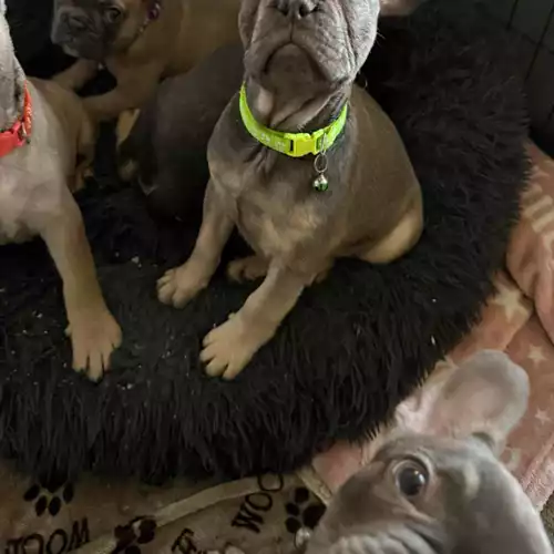 French Bulldog Dog For Sale in Cannock Wood, Staffordshire