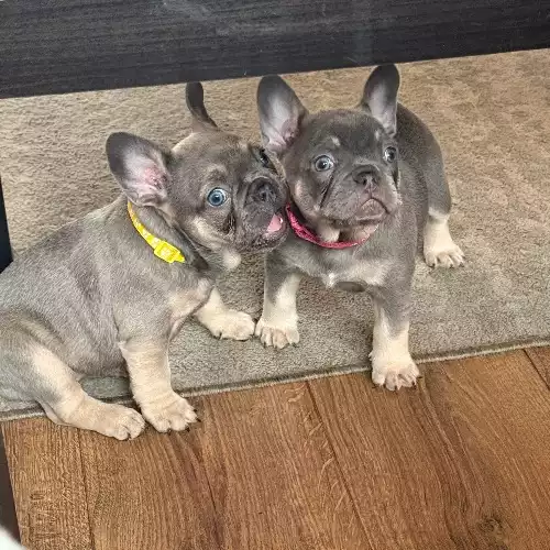 French Bulldog Dog For Sale in Cannock Wood, Staffordshire