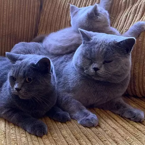 British Shorthair Cat For Sale in Truro, Cornwall, England