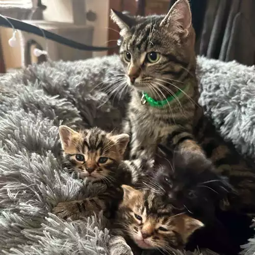 British Shorthair Cat For Sale in Atherstone, Warwickshire