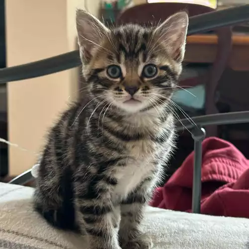 British Shorthair Cat For Sale in Atherstone, Warwickshire