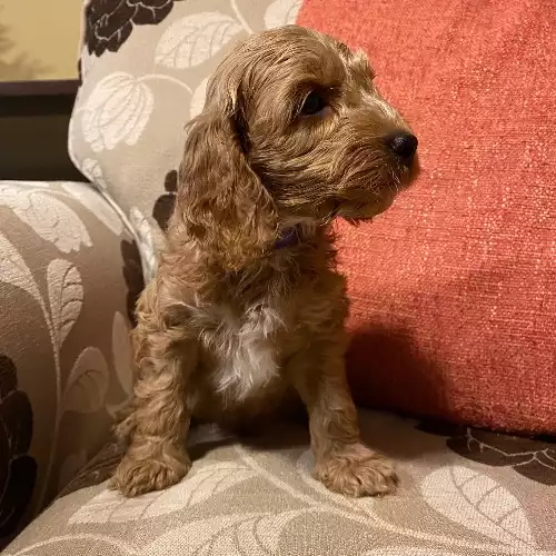 Cockapoo Dog For Sale in Rochdale, Greater Manchester