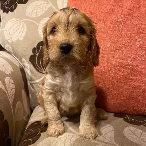 Cockapoo Dog For Sale in Rochdale, Greater Manchester