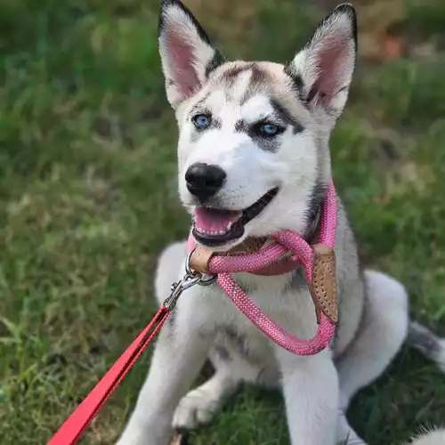 Siberian Husky Dog For Sale in London, Greater London, England