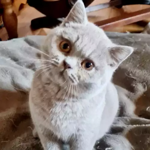 British Shorthair Cat For Sale in Wrexham / Wrecsam, Clwyd