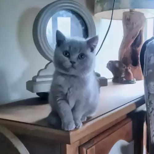 British Shorthair Cat For Sale in Wrexham / Wrecsam, Clwyd