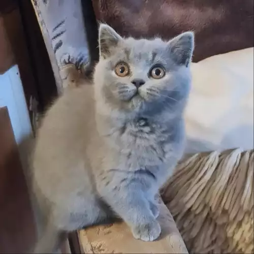 British Shorthair Cat For Sale in Wrexham / Wrecsam, Clwyd