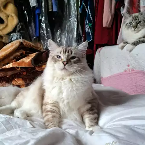 Ragdoll Cat For Sale in Preston