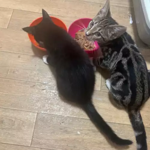 Bengal Cat For Adoption in Blackwall, Greater London