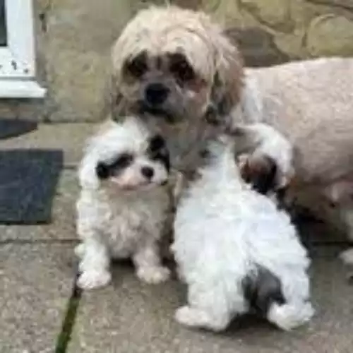 Shih Tzu Dog For Sale in Birmingham