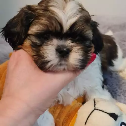 Shih Tzu Dog For Sale in Birmingham