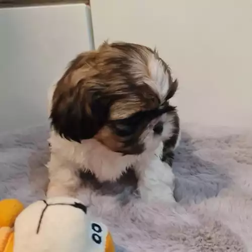 Shih Tzu Dog For Sale in Birmingham