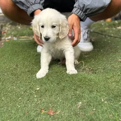 Golden Retriever Dog For Sale in Birmingham, West Midlands, England