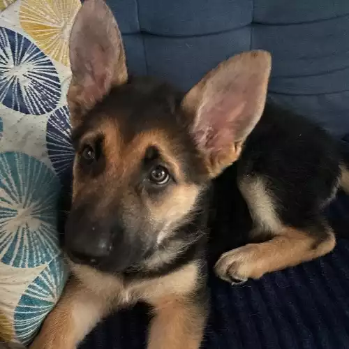 German Shepherd Dog For Sale in Buckley / Bwcle, Clwyd, Wales