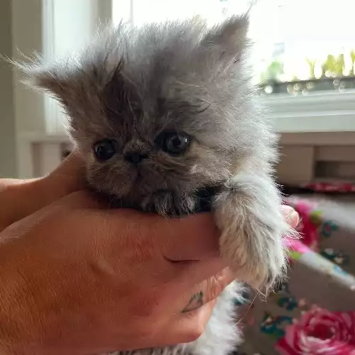 Persian Cat For Sale in London, Greater London, England