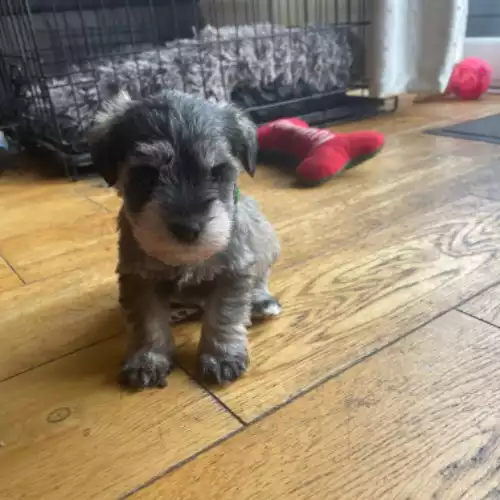 Miniature Schnauzer Dog For Sale in Redruth, Cornwall