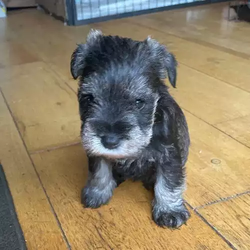 Miniature Schnauzer Dog For Sale in Redruth, Cornwall