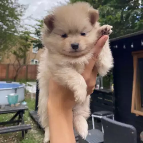 Pomeranian Dog For Sale in Leicester, Leicestershire, England