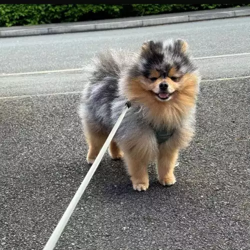 Pomeranian Dog For Sale in Leicester, Leicestershire, England