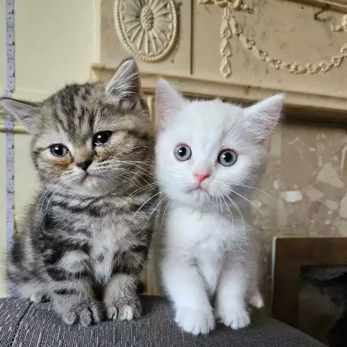 Scottish Fold Cat For Sale in Snodland, Kent