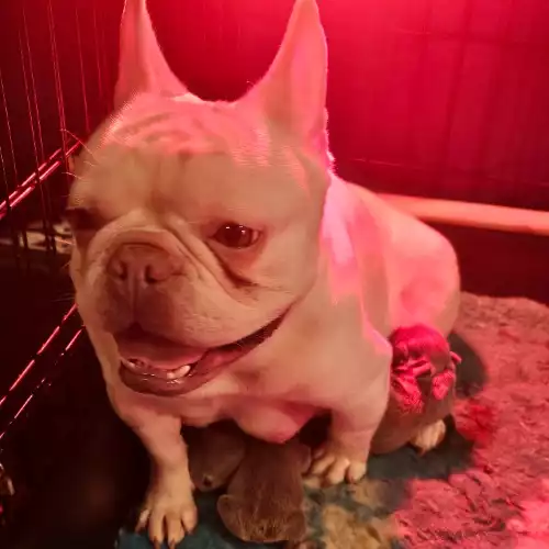 French Bulldog Dog For Sale in Newcastle upon Tyne