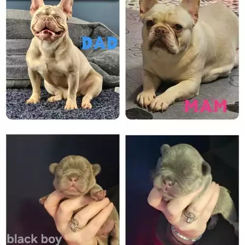 French Bulldog Dog For Sale in Newcastle upon Tyne