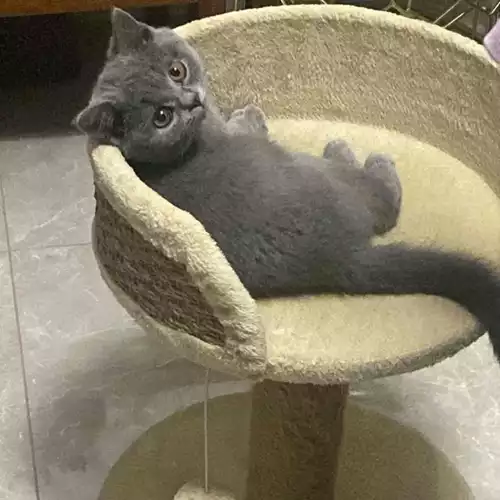 British Shorthair Cat For Adoption in Crawley, West Sussex