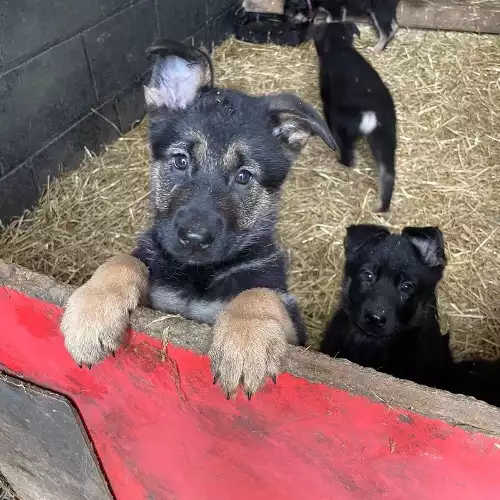 German Shepherd Dog For Sale in Huddersfield, West Yorkshire