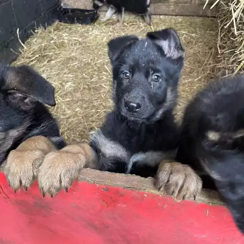 German Shepherd Dog For Sale in Huddersfield, West Yorkshire