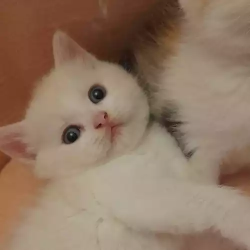 Persian Cat For Sale in Warrington, Cheshire