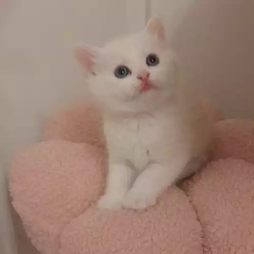 Persian Cat For Sale in Warrington, Cheshire