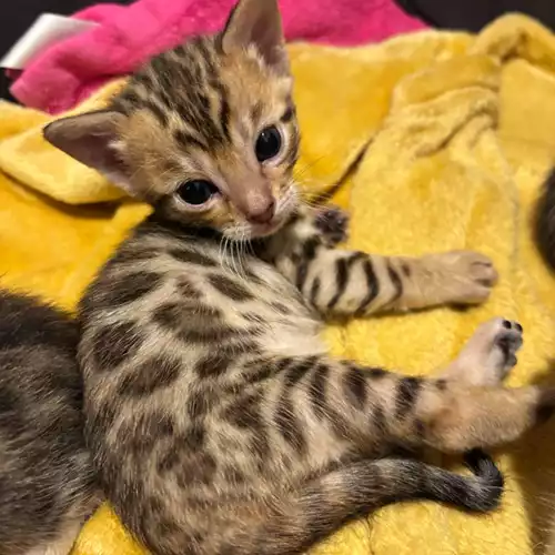 Bengal Cat For Sale in Milford Haven / Aberdaugleddau, Dyfed