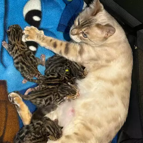 Bengal Cat For Sale in Milford Haven / Aberdaugleddau, Dyfed