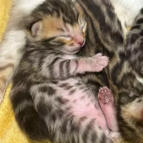 Bengal Cat For Sale in Milford Haven / Aberdaugleddau, Dyfed