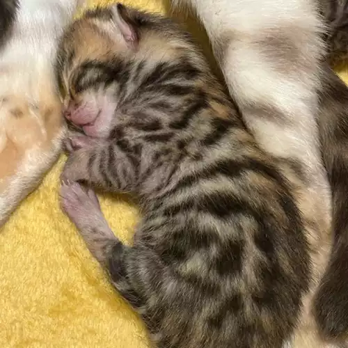 Bengal Cat For Sale in Milford Haven / Aberdaugleddau, Dyfed